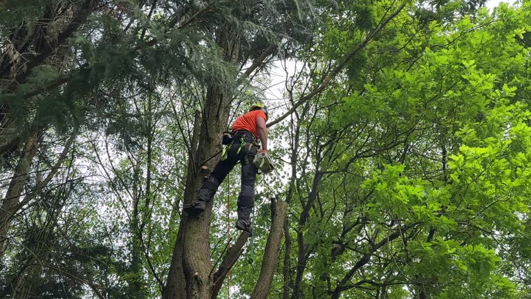 How Our Tree Care Process Works  in Fairmont, NC